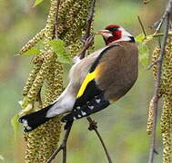 European Goldfinch