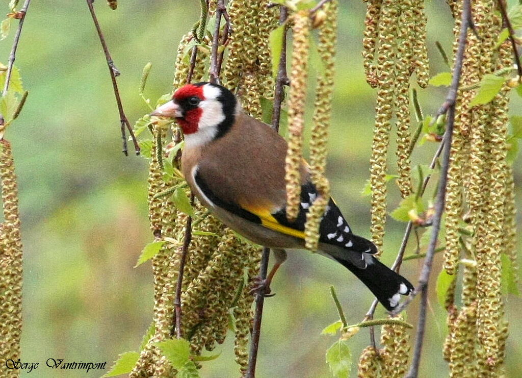 Chardonneret élégant, régime