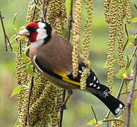 European Goldfinch