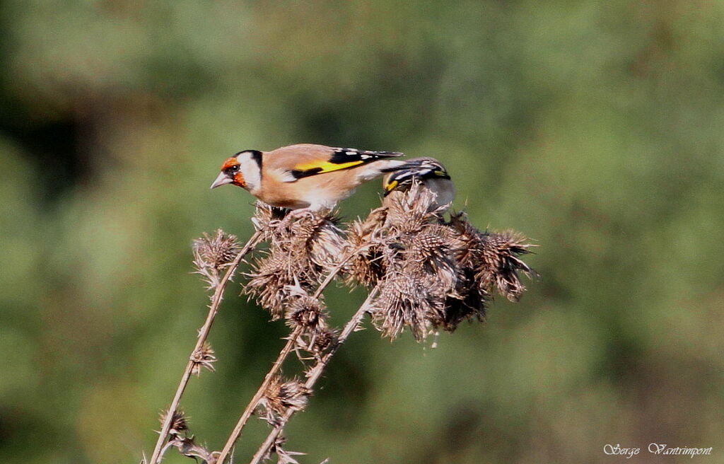 Chardonneret élégantadulte, régime, Comportement