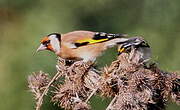 Chardonneret élégant