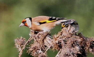 Chardonneret élégant