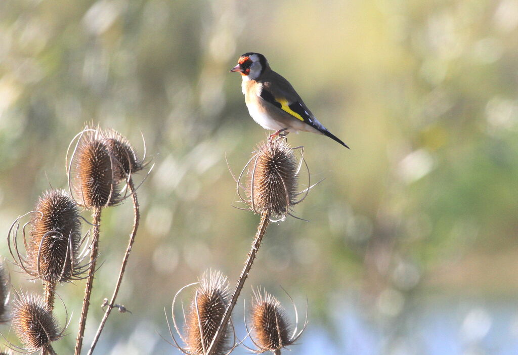 European Goldfinchadult, Behaviour