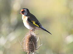 European Goldfinch