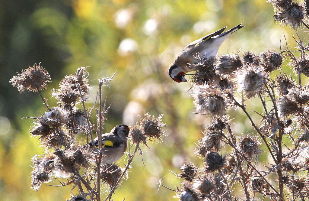 European Goldfinchadult, feeding habits