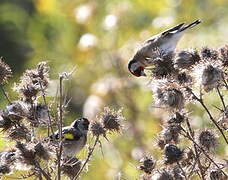 European Goldfinch