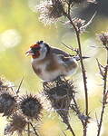 Chardonneret élégant