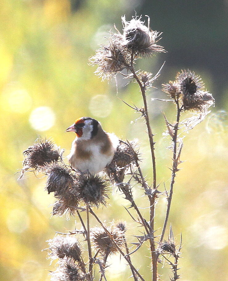 European Goldfinchadult, feeding habits, Behaviour