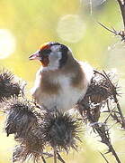 Chardonneret élégant