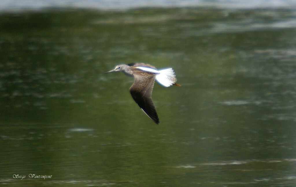 Common Greenshankadult, Flight