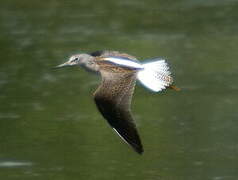 Common Greenshank