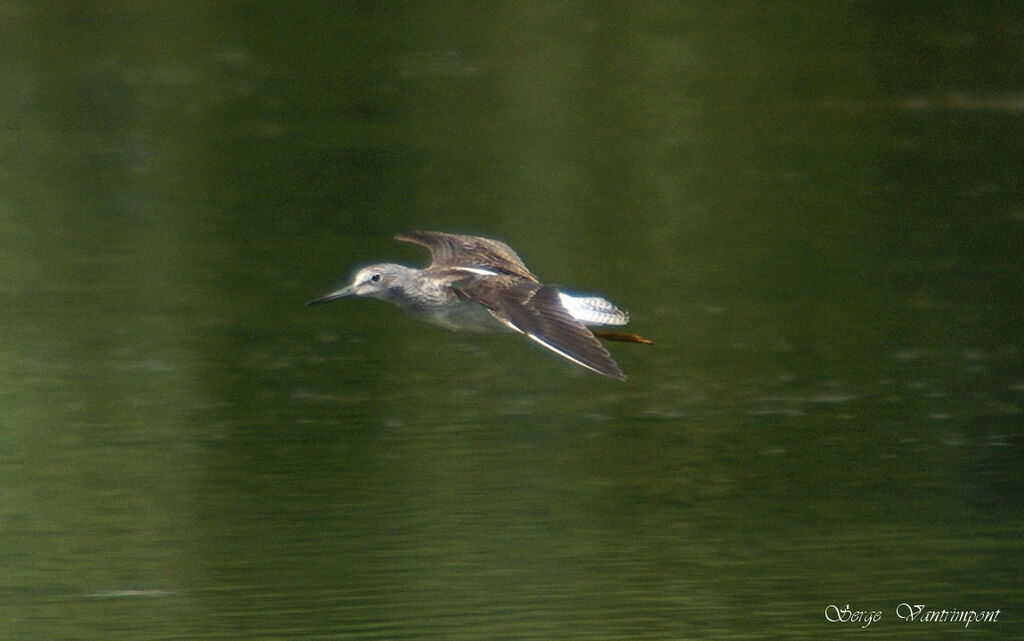 Common Greenshankadult, Flight