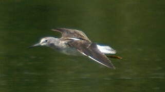 Common Greenshank