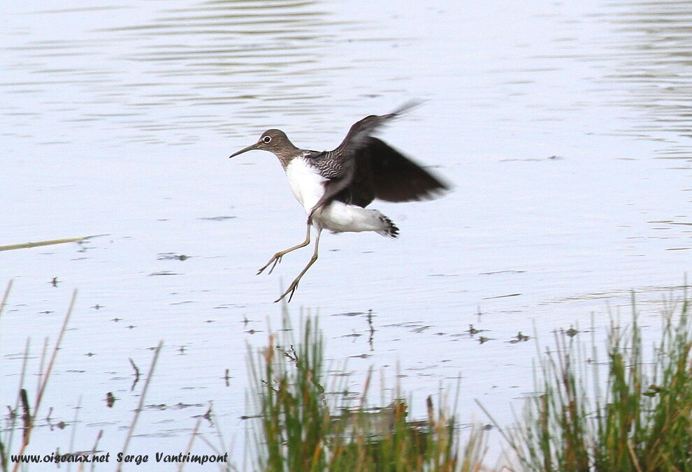 Green Sandpiperadult, Flight