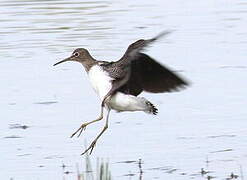 Green Sandpiper