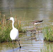 Green Sandpiper