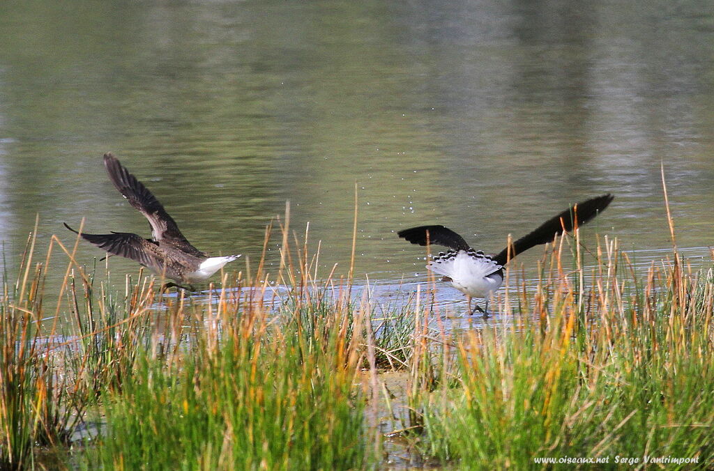 Green Sandpiper adult, Behaviour