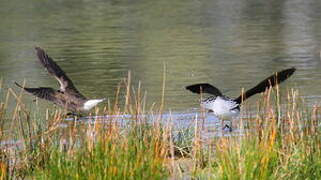 Green Sandpiper