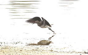 Green Sandpiper