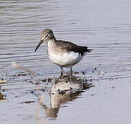 Green Sandpiper