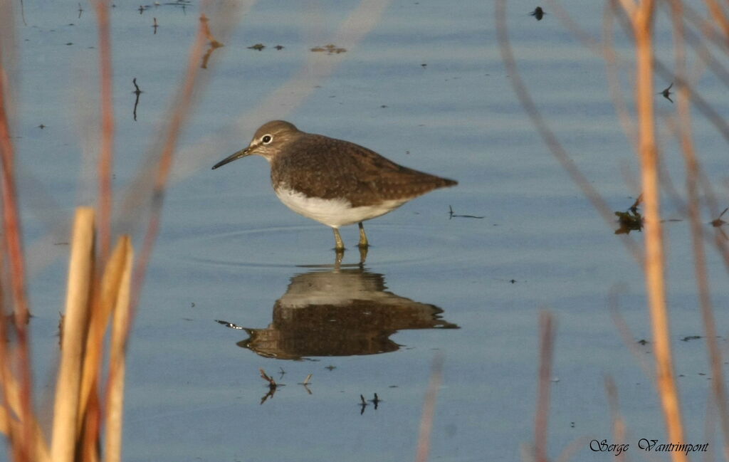 Green Sandpiperadult, Behaviour