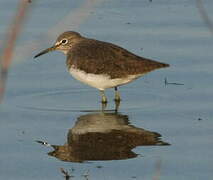 Green Sandpiper