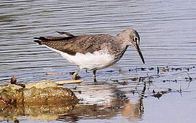 Green Sandpiper