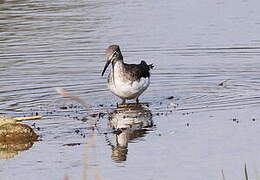 Green Sandpiper