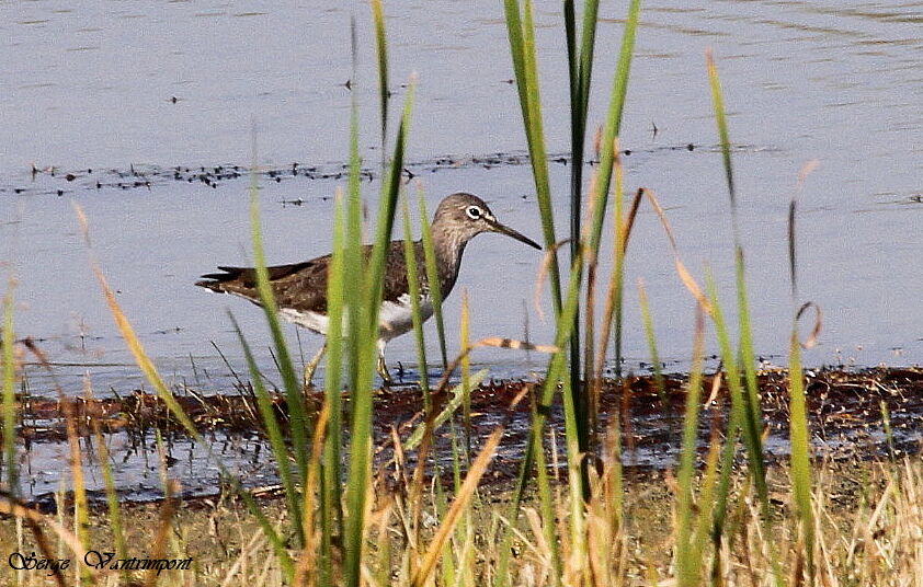 Green Sandpiperadult, Behaviour