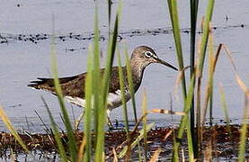 Green Sandpiper