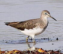 Green Sandpiper