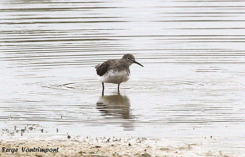 Green Sandpiper