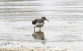 Green Sandpiper