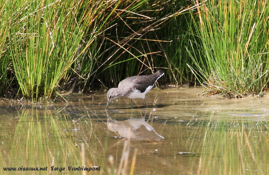 Green Sandpiperadult, Behaviour