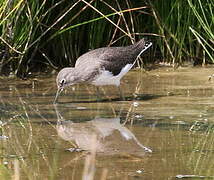 Green Sandpiper