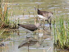 Green Sandpiper