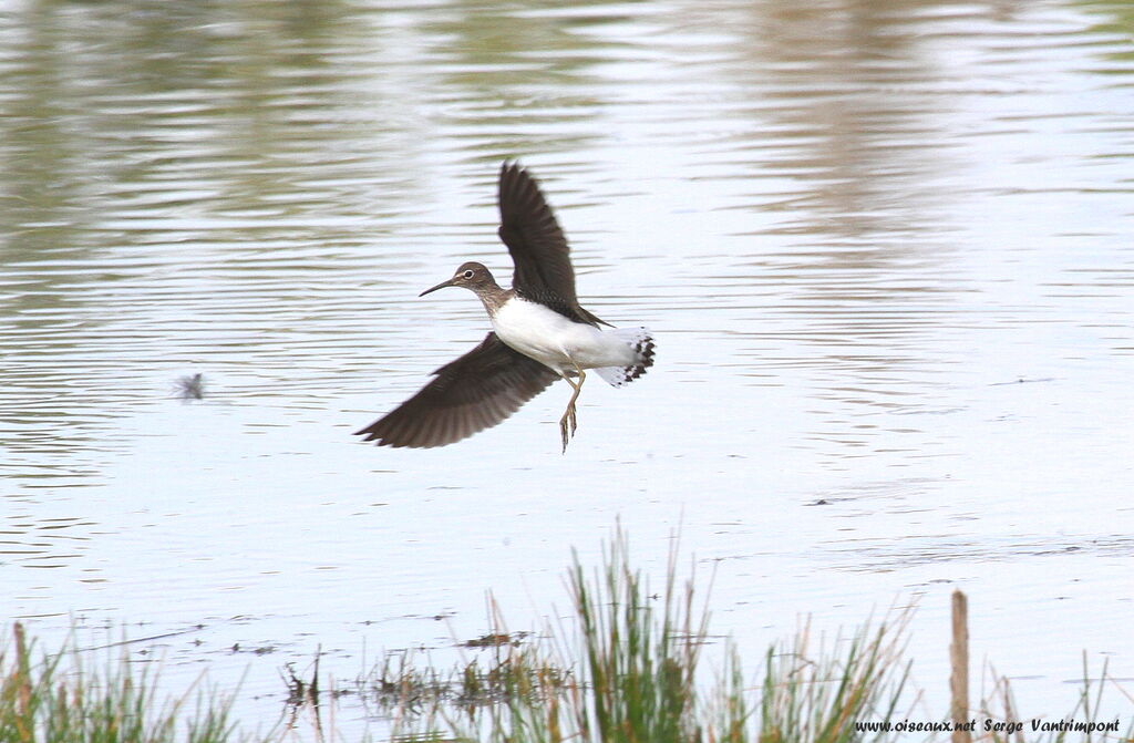 Green Sandpiperadult, Flight