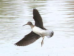 Green Sandpiper