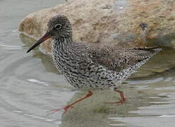 Common Redshank