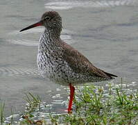 Common Redshank