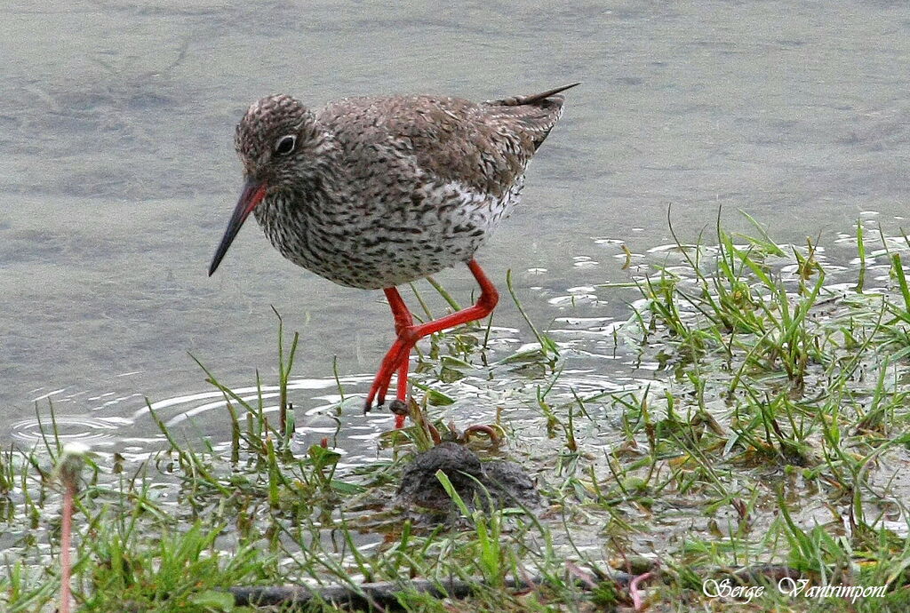 Common Redshankadult, identification, Behaviour