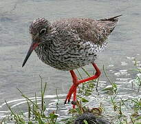 Common Redshank