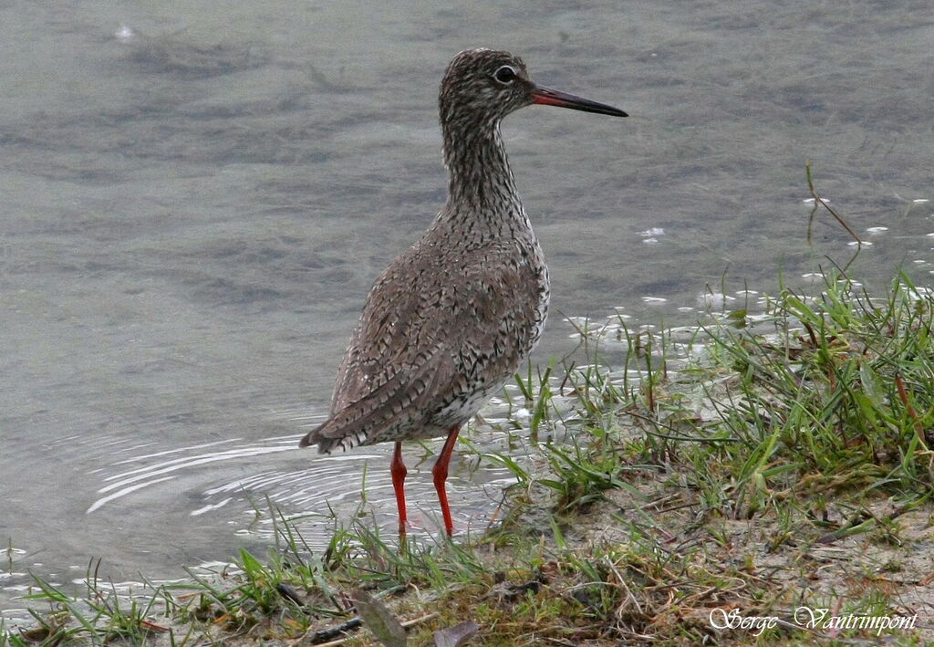 Common Redshankadult, identification, Behaviour