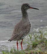 Common Redshank