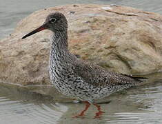 Common Redshank