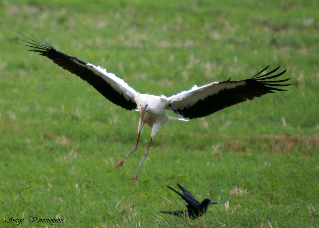 Cigogne blanche, Vol