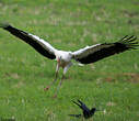 Cigogne blanche