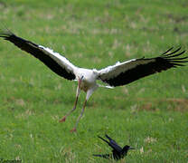 White Stork