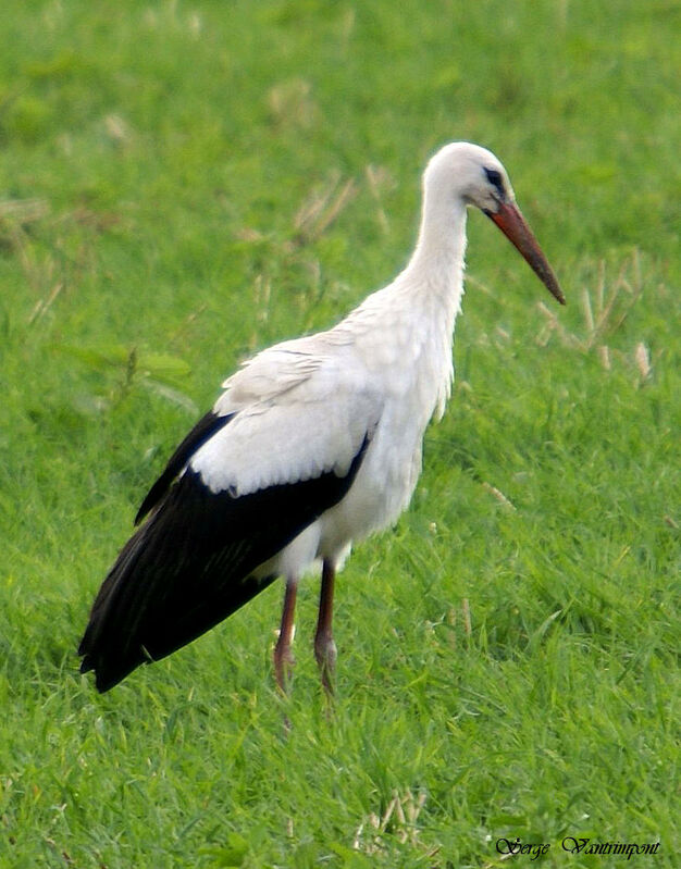 White Stork, Behaviour