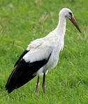 Cigogne blanche